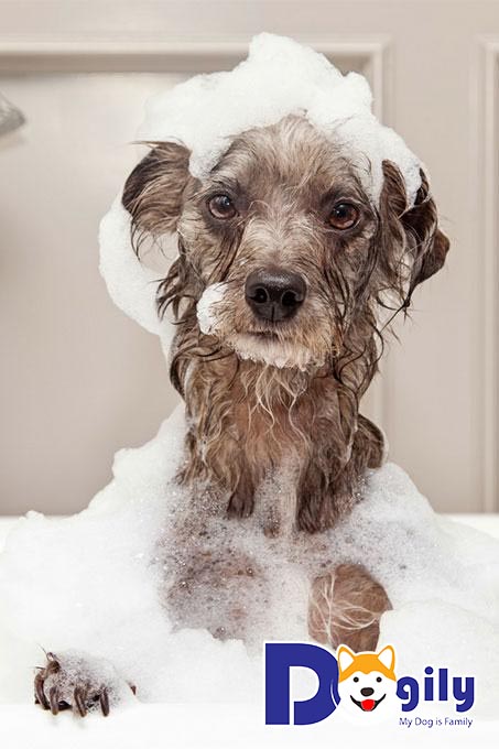 Chó mang thai có nên tắm không?