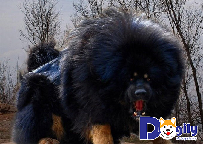 Chó Ngao Tây Tạng nhập ngoại từ Trung Quốc, Nga có mức giá vô cùng đắt đỏ.
