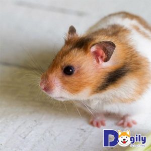 Hamster được nhiều gia đình nuôi làm thú cưng