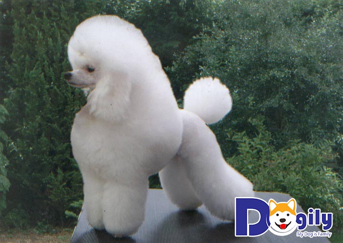 Hình ảnh chó Poodle có bộ lông “không đụng hàng”