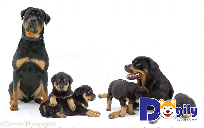 Giống chó Rottweiler thuần chủng từ nhỏ tới trưởng thành