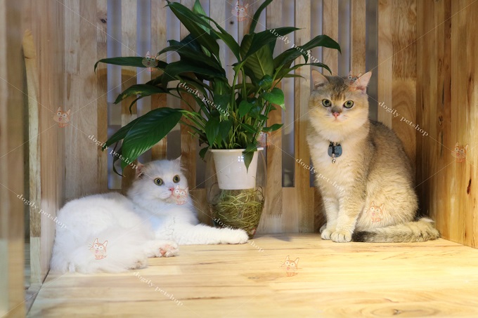 Mèo Golden ny25 và mèo Aln màu trắng