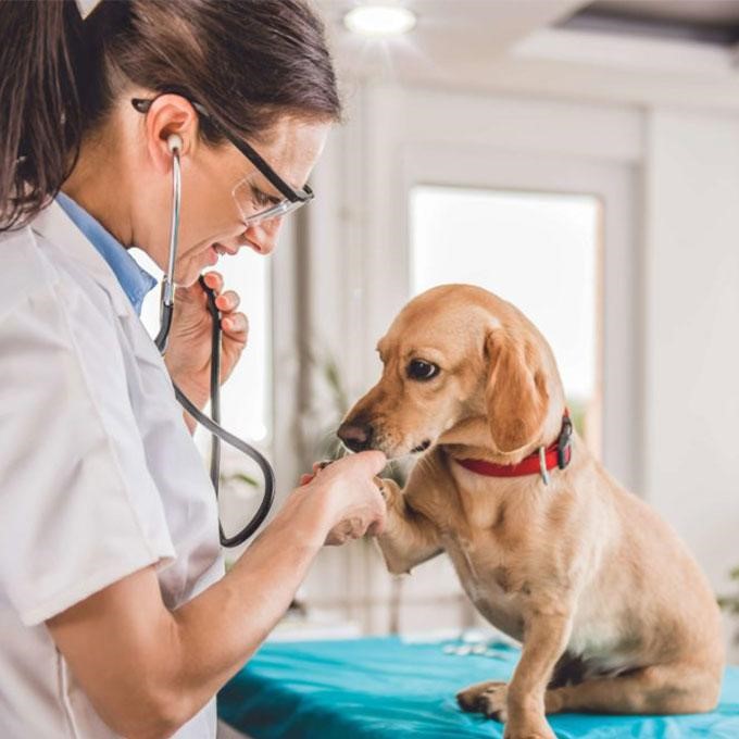 Chẩn đoán phân biệt bệnh Care ở chó
