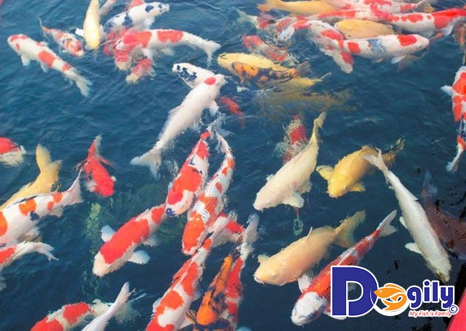 Cá Koi Nhật Bản, Đặc Điểm, Phân Loại & Cách Nuôi?