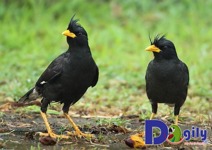 Chim sáo đen – chim sáo trâu