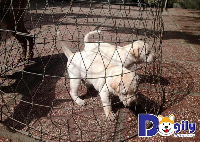 Chó Phú Quốc - top 10 giống chó trắng