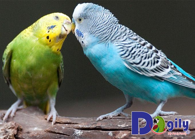 Những điều cần lưu ý trước khi chọn mua chim Yến Phụng | Pet Mart