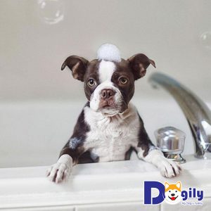 Khi nào nên tắm cho chó