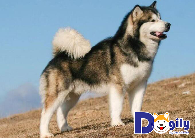 Một chú cún Alaska trưởng thành thường có cân nặng trung bình từ 45 đến 50kg