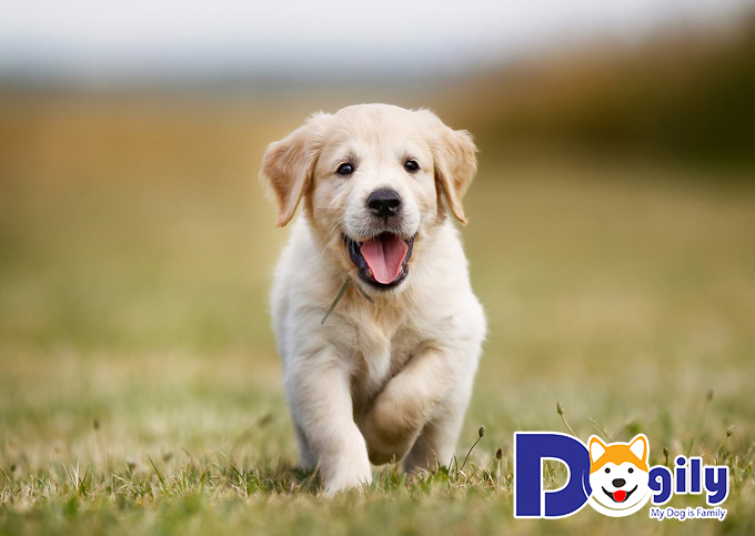 Dogily Petshop | Cửa hàng mua bán chó mèo cảnh và các loại thú cưng