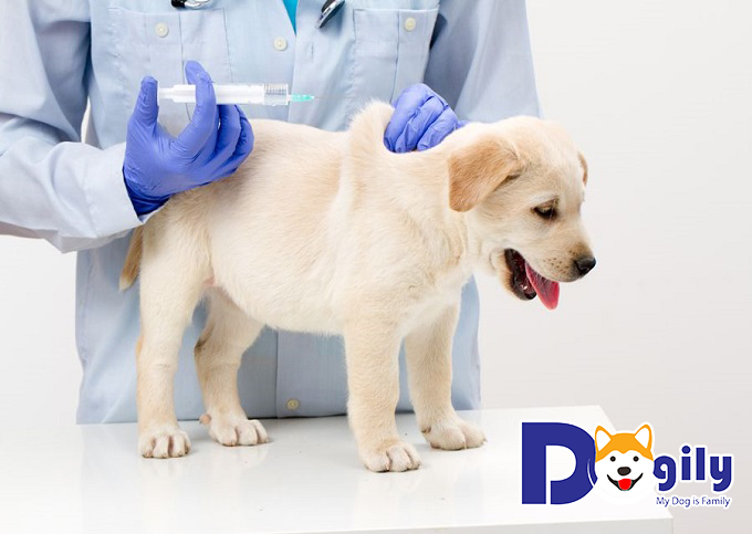 Hãy cho cún cưng đi tiêm phòng vaccine đầy đủ và đi khám định kỳ