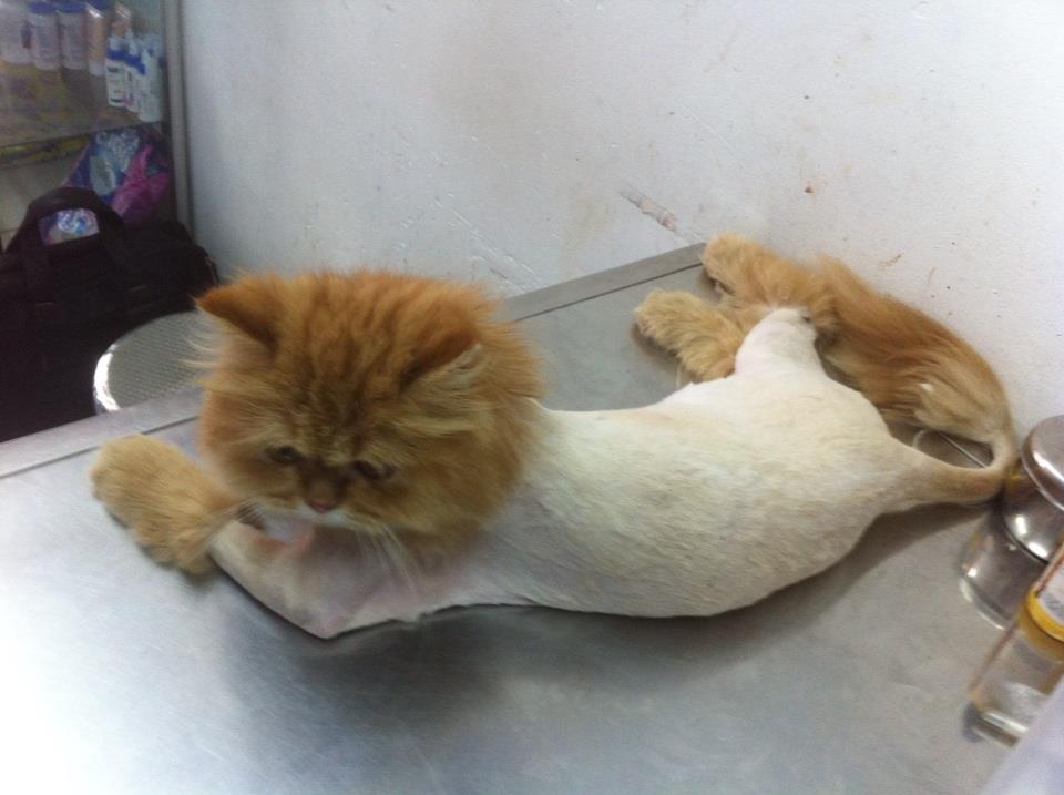 spa cắt tỉa lông mèo