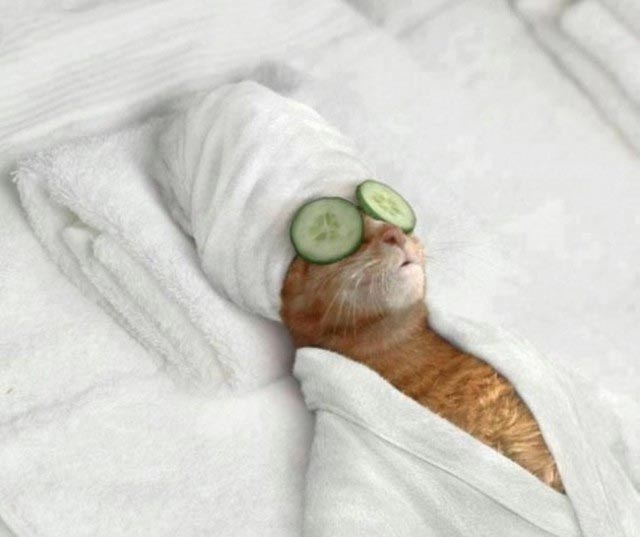 spa cho mèo chuyên nghiệp