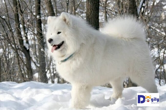 Chó kéo xe Samoye - Nàng Bạch tuyết của xứ sở Bạch Dương