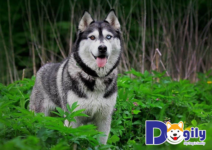 Hình ảnh chó Husky mắt xanh mắt đỏ