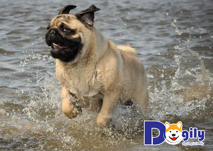Hình ảnh chó Pug chạy dưới nước