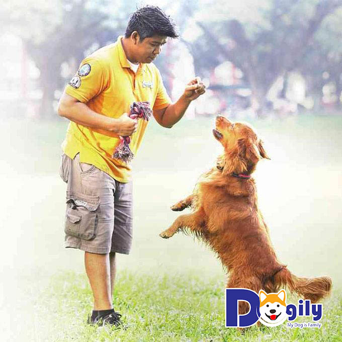 Phương pháp huấn luyện chó Golden Retriever vâng lời hiệu quả