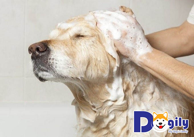 Vệ sinh sạch sẽ và chăm sóc lông cho chó Golden