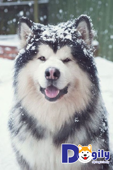 Đặc điểm lông của chó Alaska