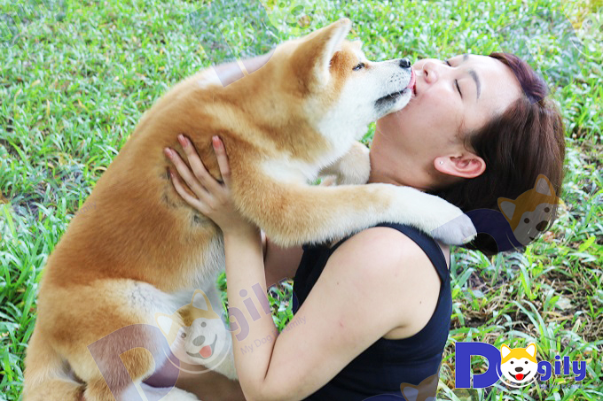 Ngoài lòng trung thành, chó Akita rất tình cảm và quấn chủ.