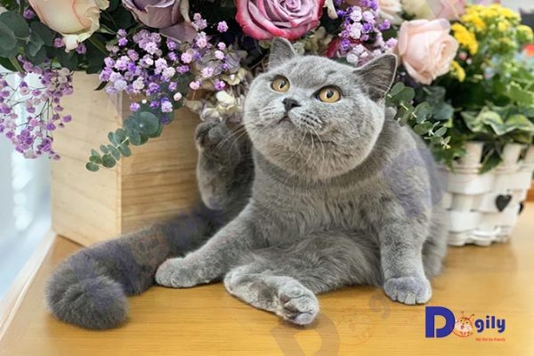 Mèo Anh lông ngắn được biết phổ biến nhất với màu xám xanh, mắt vàng đồng.
