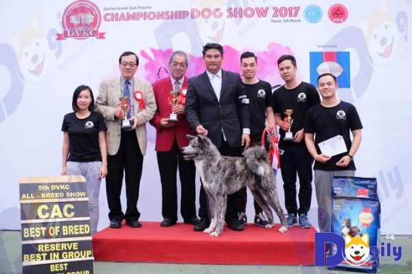 Izumi Gai Kaito của Dogily Farm thuộc giống chó Akita Inu được huấn luyện thi Dogshow từ rất nhỏ để trở thành nhà Vô địch Việt Nam