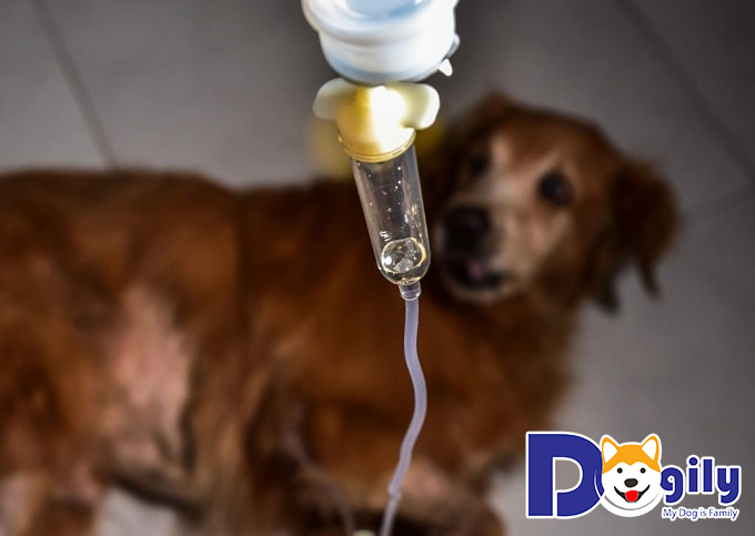 Chó bị bệnh đường ruột cần phải được chữa trị dù nguyên nhân gây ra có nguy hiểm hay không