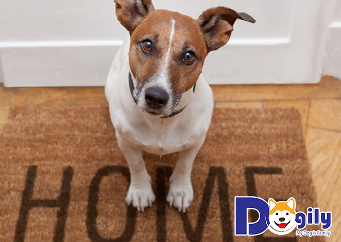 Các bé chó cưng liệu có cần sự chăm sóc khám chữa tại nhà hiện nay?