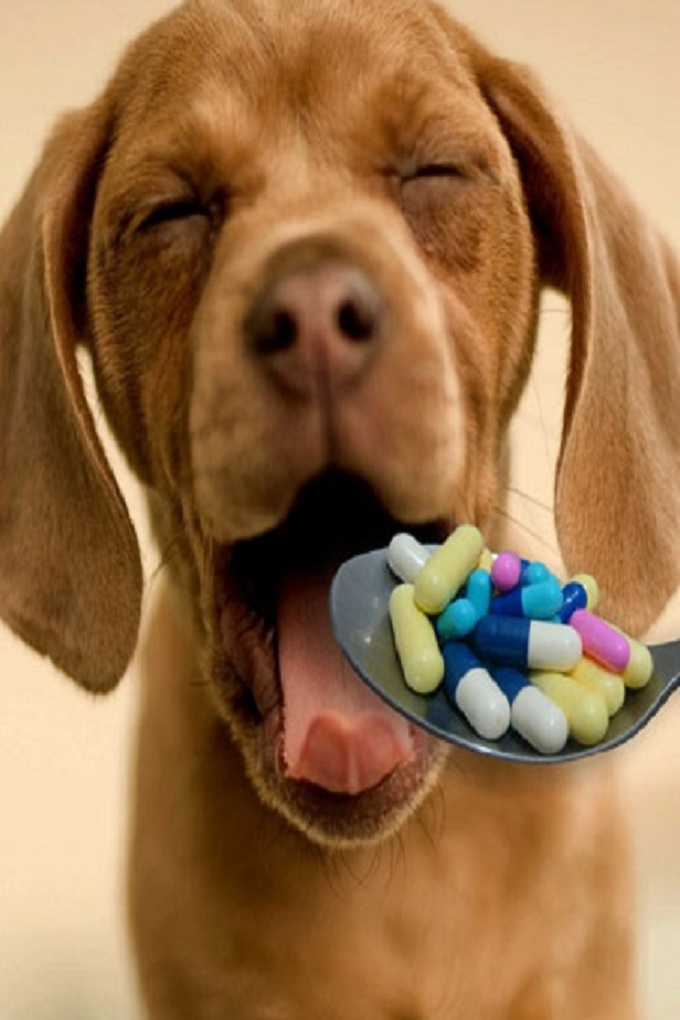 Các bé chó cưng sẽ ổn hơn nếu được dùng thuốc kháng sinh theo chỉ định của bác sĩ