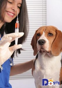 Cách chuẩn đoán bệnh lepto ở chó chính xác