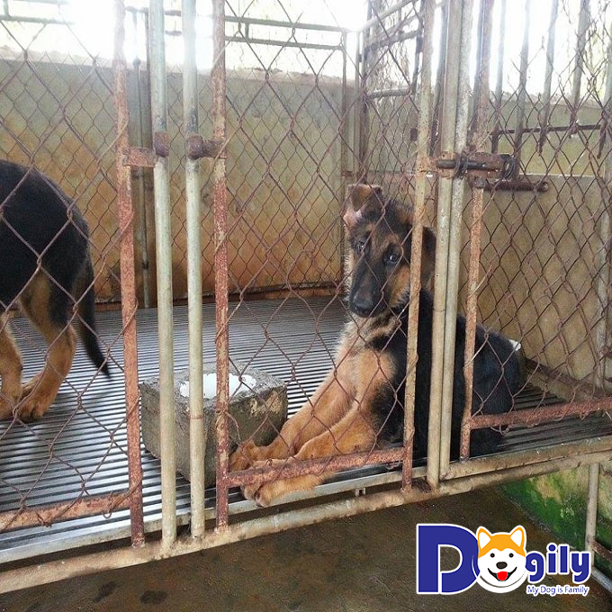 Chó Becgie tại trại Nam Định luôn được nhiều người yêu chó tìm đến bởi những ưu việt về chất lượng ở các bé