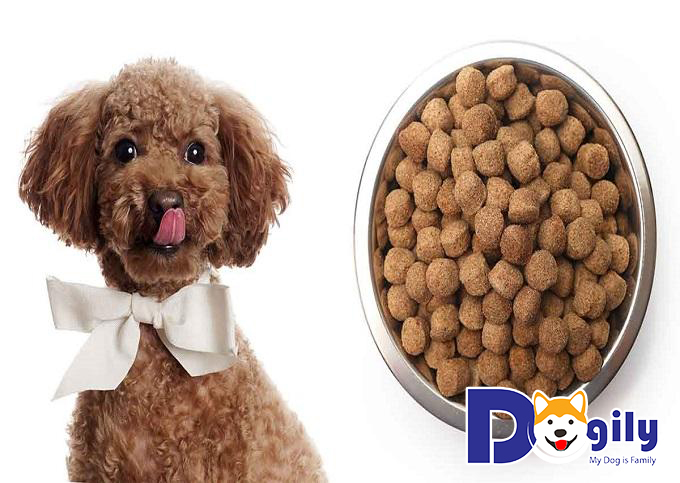 Chó Poodle thường thích ăn thực phẩm khô hơn là đồ tươi sống chế biến sẵn