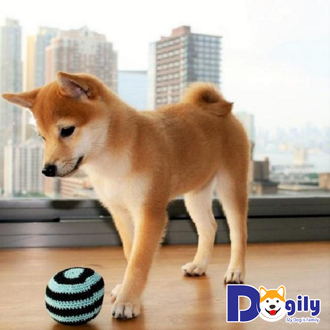 Chó Shiba Inu được công nhận và tuyên bố là báu vật quốc gia Nhật Bản vào năm 1936