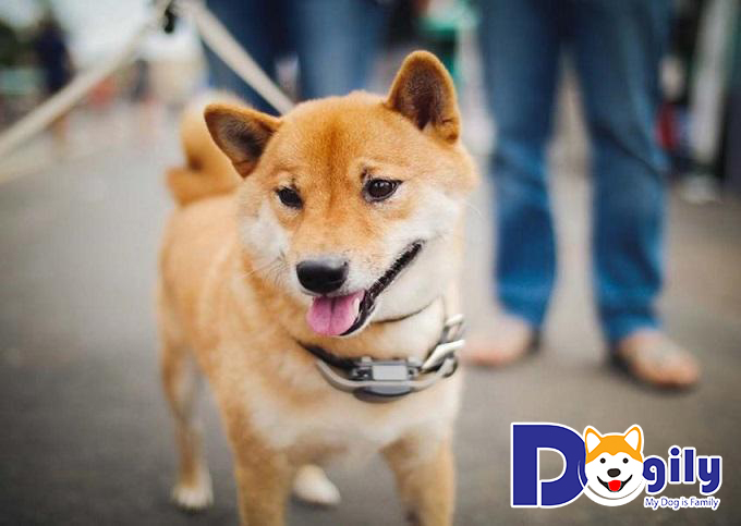 Chó Shiba Inu là giống chó nổi tiếng tại Nhật Bản với vẻ ngoài đáng yêu, thân thiện