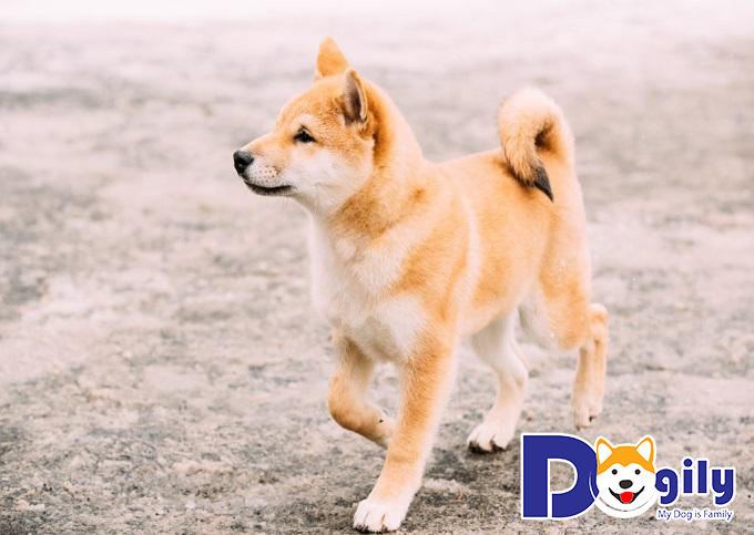 Chó Shiba Inu từng đứng trước nguy cơ bị tuyệt chủng trong Thế chiến thứ II tại Nhật