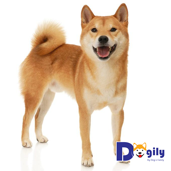 Chó Shiba Inu vốn là giống chó có nguồn gốc cổ xưa nhất Nhật Bản