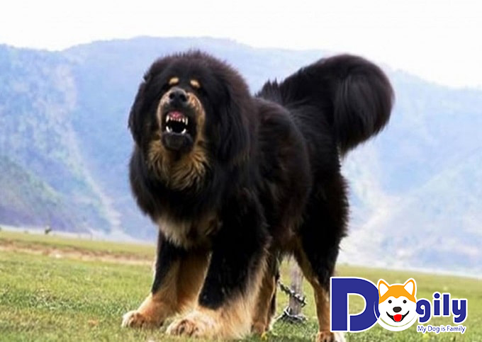 Giống chó Ngao Tây Tạng – “sư tử vùng thảo nguyên” vang danh lừng lẫy