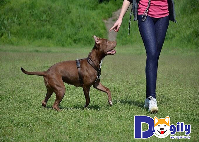 Huấn luyện các bài tập giúp nâng cao thể lực dành cho chó Pitbull