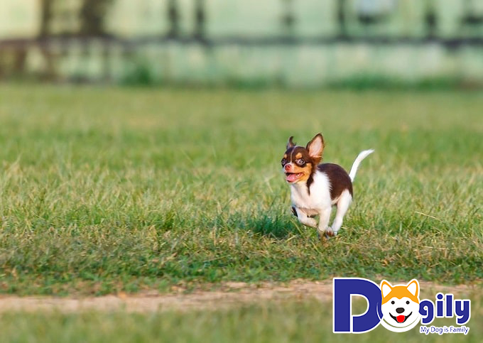 Một nhóc Chihuahua đang chạy đã đời trên đồng cỏ