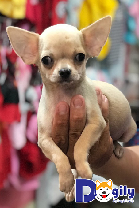 Ngoại hình chó Chihuahua