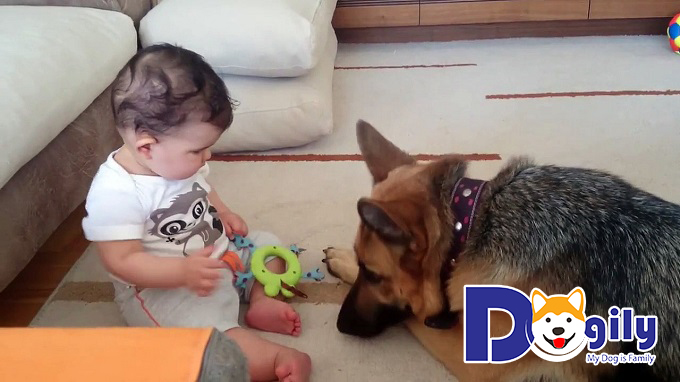 Chó Becgiê Đức hầu như có thể trở thành người bạn tốt nhất của trẻ em nếu được huấn luyện cẩn thận và chu đáo.