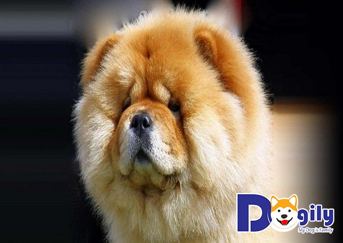 Bộ lông của chó Chow Chow có gì đặc biệt?