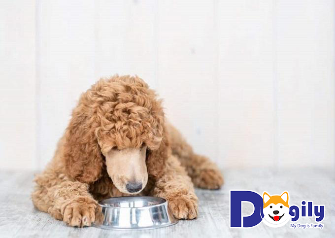 Những điều cần lưu ý khi chăm sóc và áp dụng chế độ dinh dưỡng cho chó Poodle