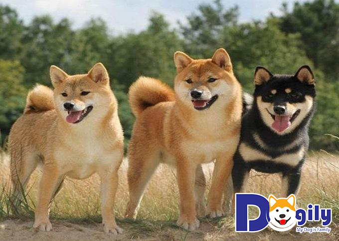 Shiba Inu trong thế chiến thứ II được chia làm ba dòng chó riêng
