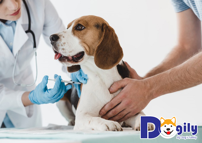 Vì sao dịch vụ khám chữa bệnh cho thú cưng tại nhà của Dogily luôn nhận được sự yêu mến của mọi người?