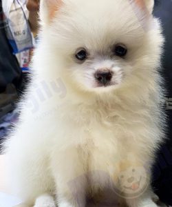 Chó Phốc sóc trắng 2 tháng tuổi