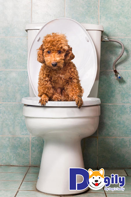 Cách dạy chó Poodle đi vệ sinh đúng giờ giấc
