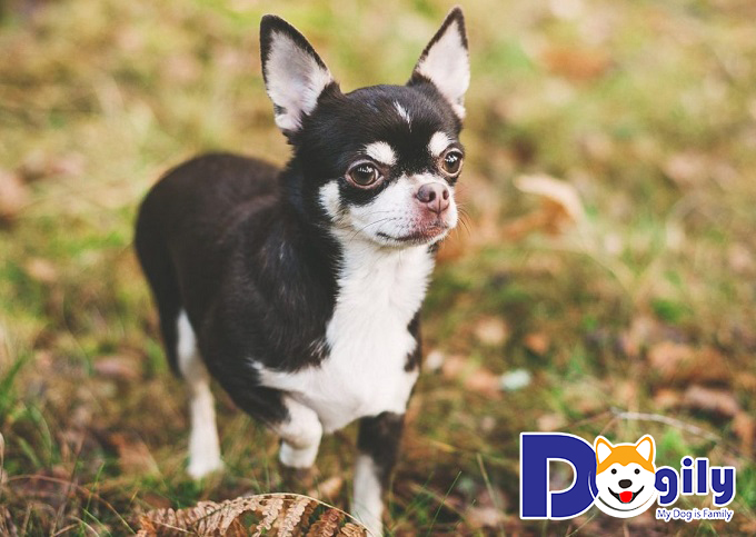 Chihuahua là chú chó trung thành