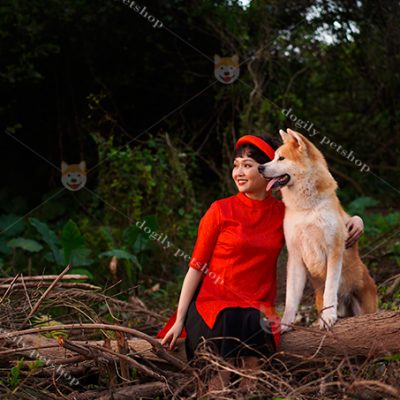 Chó Akita - Quốc khuyển Nhật Bản, biểu tượng của lòng trung thành qua câu chuyện chú chó Hachiko