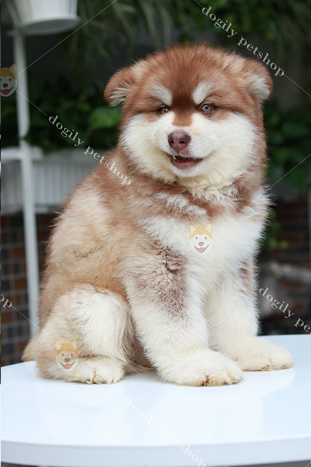 Chó Alaska màu nâu đỏ 2 tháng tuổi